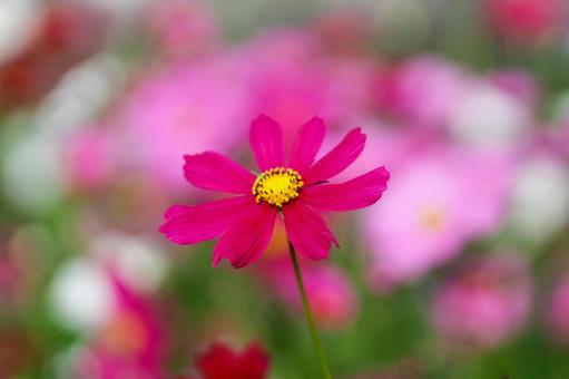コスモス畑 濃いピンクの満開の花 コスモス畑 濃いピンクの満開の花 コスモス,秋,花の写真素材