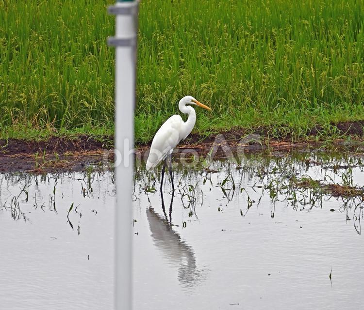 水辺のダイサギ ダイサギ,サギ,鷺の写真素材