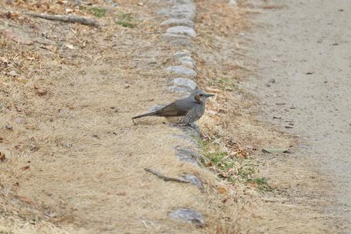 ヒヨドリ ヒヨドリ,鳥,小鳥の写真素材