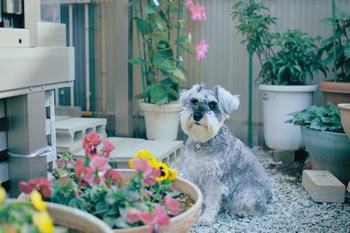 ミニチュアシュナウザー シュナウザー,ミニシュナ,犬の写真素材