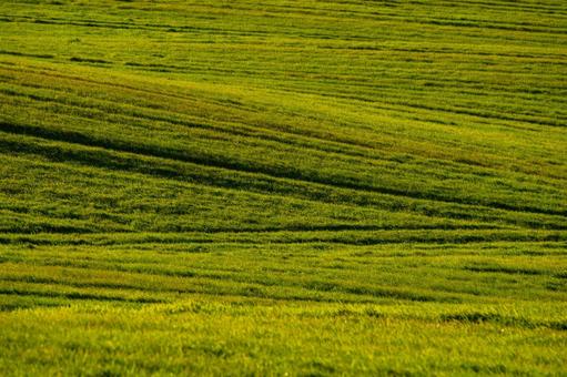 晩秋の牧草地が描く緑の波 牧草地,草原,質感の写真素材