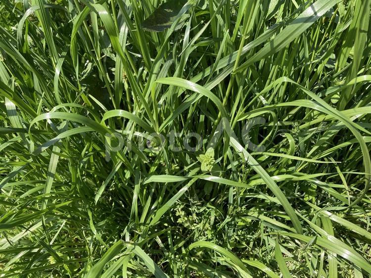 鮮やかグリーンの植物背景素材 鮮やか,グリーン,背景の写真素材