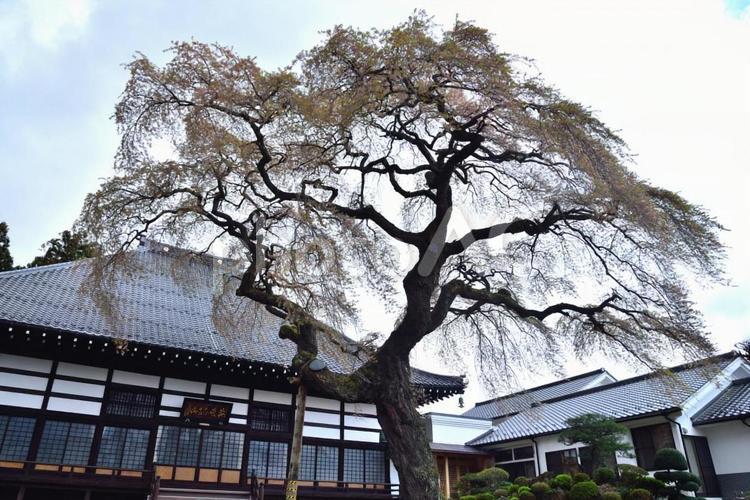 相応寺　しだれ桜 ベニシダレ,大木,樹齢の写真素材