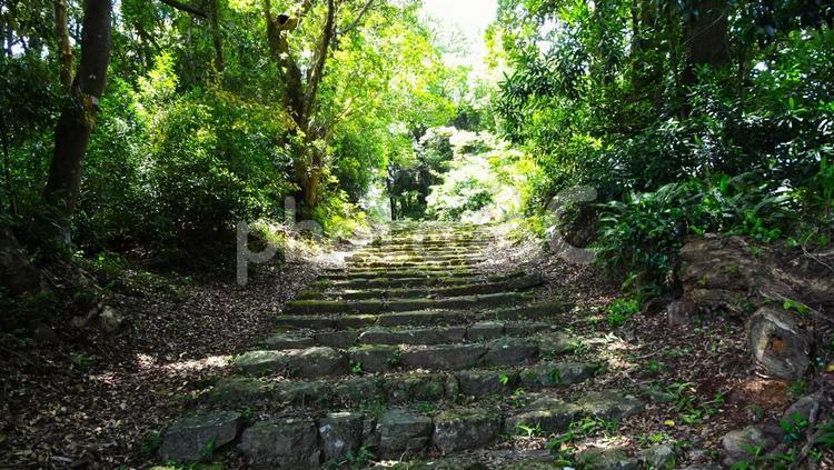 苔むした石段 木漏れ日,森,鬱蒼の写真素材