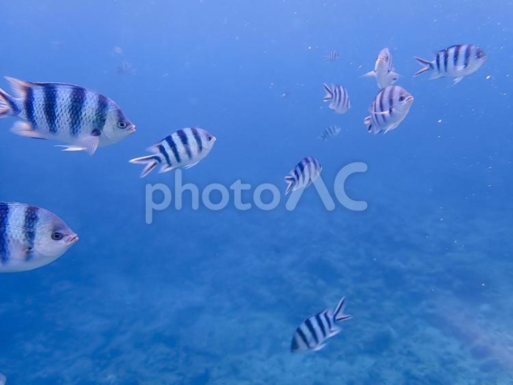 沖縄の海で撮影したロクセンスズメダイ ロクセンスズメダイ,熱帯魚,魚の写真素材