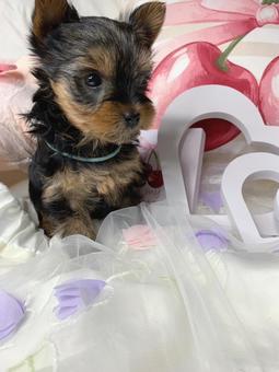 ヨークシャテリアの子犬 ヨークシャテリアの子犬の写真