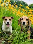 素敵なデートスポットに連れてきてくれたよ ビーグル,小型犬,犬の写真素材