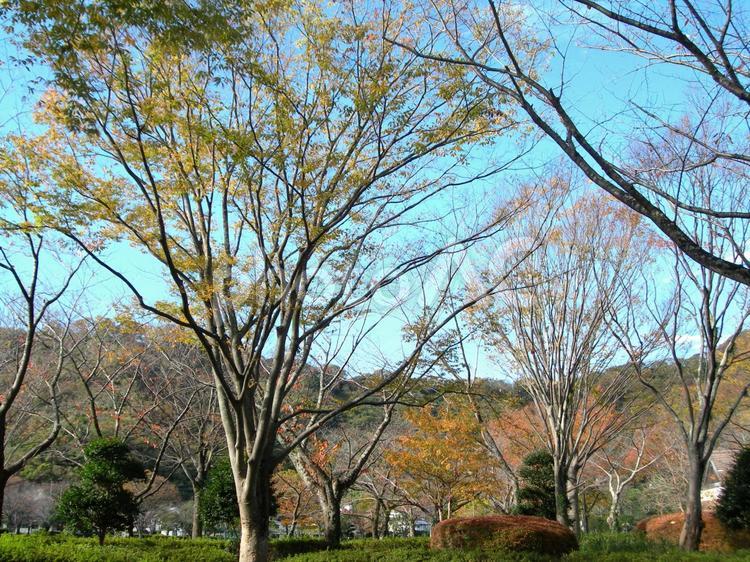 秋のケヤキと桜の木 公園,枯れ葉,秋の写真素材