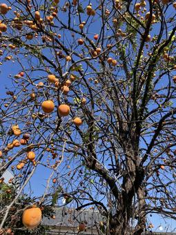 熟れた柿の木 柿の木,柿,木の写真素材