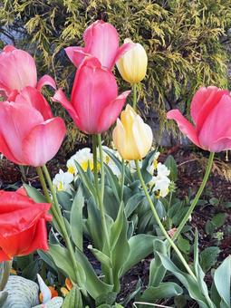 Tulips, JPG Tulips, JPG