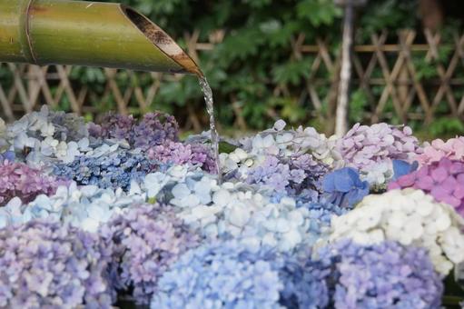 花手水 花手水,自然,植物の写真素材