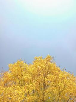 眩しい太陽と青空に伸びる金色に紅葉した葉 紅葉,背景,秋の写真素材
