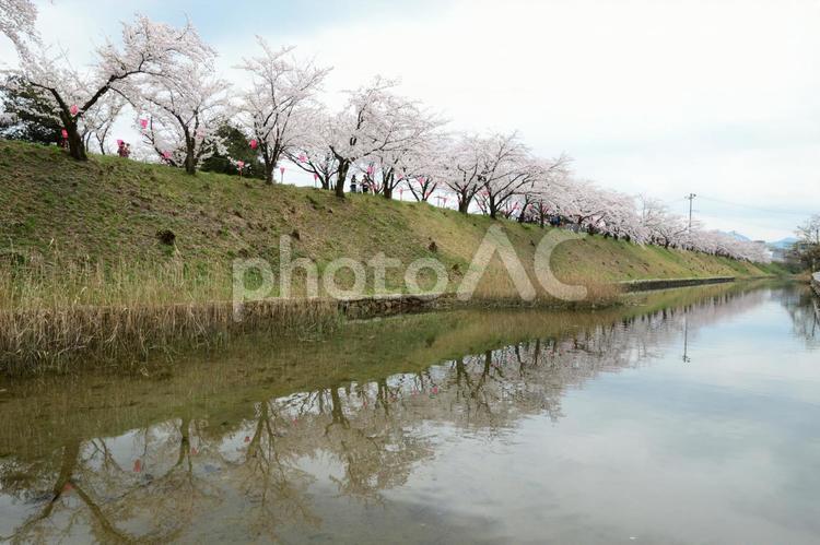 桜祭り・さくら土手６ かわいい,さくら,しずくの写真素材