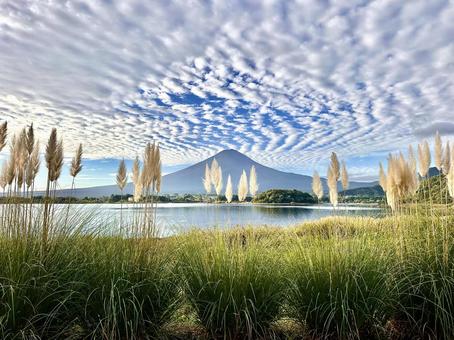 パンパスグラスと富士山 富士山,パンパスグラス,河口湖の写真素材