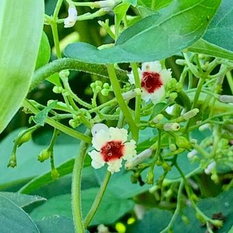 ヘクソカズラ ヘクソカズラの写真