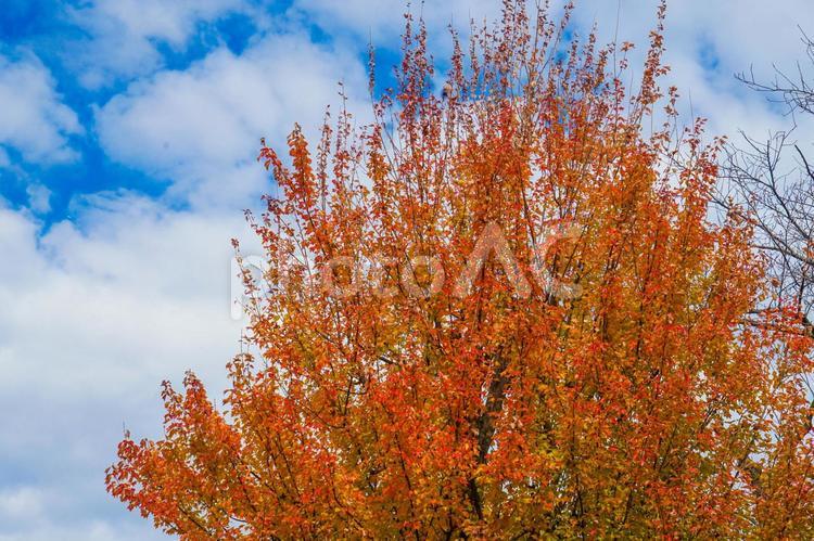 秋空と紅葉の木 紅葉,赤色,オレンジの写真素材