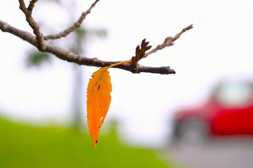 一葉の枯葉とクルマ 秋,枯れ葉,枝の写真素材