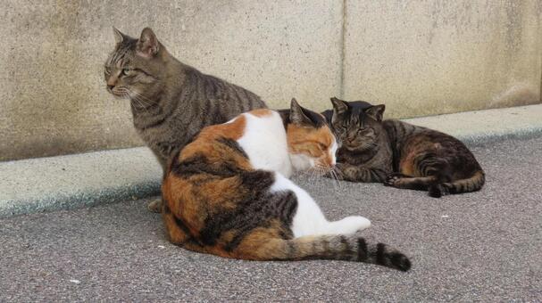 猫の集会に到着した可愛い猫様たち 三毛猫,猫,キジトラの写真素材