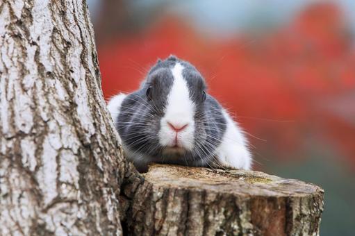 ペットの兎 うさぎ,ペット,干支の写真素材
