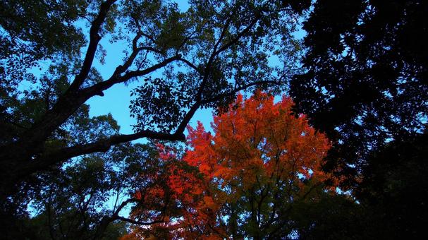 青空vs真っ赤!紅葉 青空vs真っ赤!紅葉 秋,10月,11月の写真素材