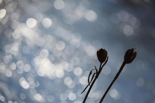 冬枯れケシの実 背景,抽象,自然の写真素材