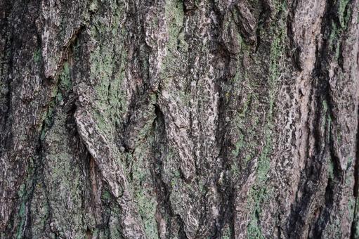 イチョウの樹皮のテクスチャ2 イチョウ,銀杏,テキストスペースの写真素材