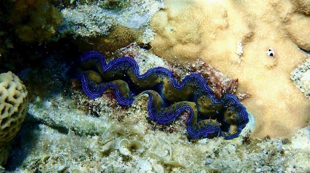 沖縄県で撮影したシャコガイ 沖縄県で撮影したシャコガイ シャコガイ,海,水の写真素材