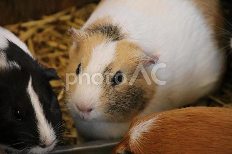 多頭飼いモルモットのイメージ モルモット,多頭,イメージの写真素材