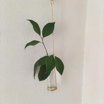 ガジュマル ガジュマル カジュマルの葉っぱ,ガジュマル,植物の写真素材