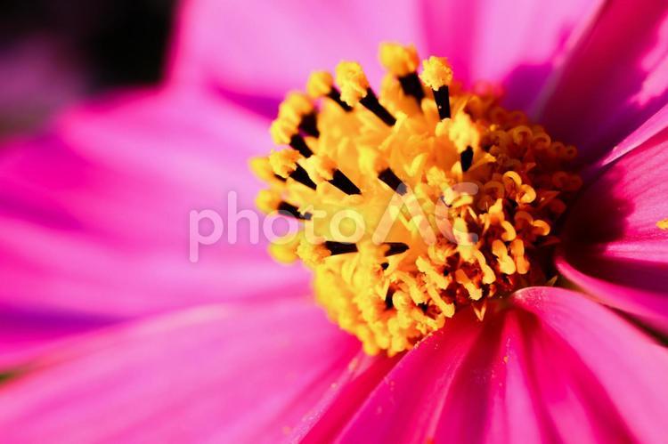 コスモス コスモス,秋,花の写真素材