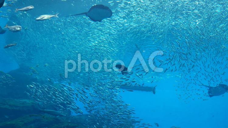 水族館 アクアラング(潜水用呼吸装置),ウォータースポーツ,サンゴの写真素材