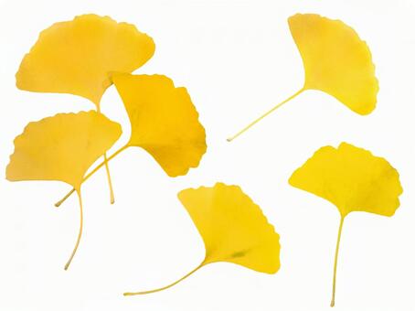 イチョウの葉 イチョウ,銀杏,カラーリーフの写真素材