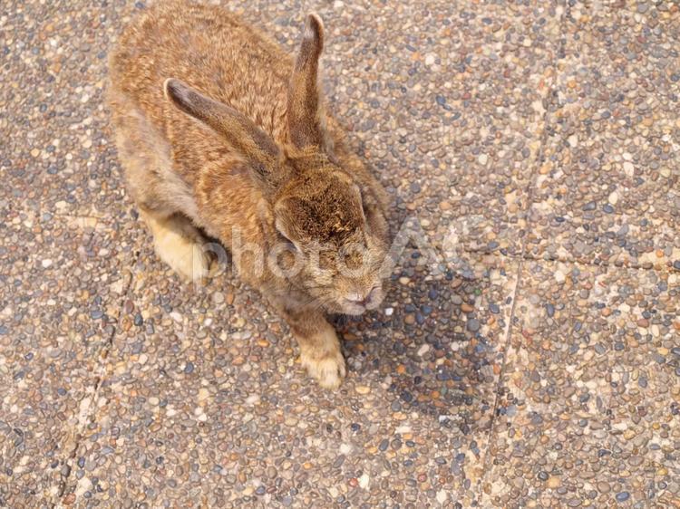 【広島】大久野島　うさぎ島のうさぎ5 うさぎ,ウサギ,うさぎ島の写真素材