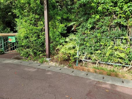 草 草の写真
