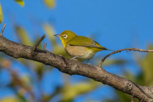 枝にとまるメジロ 枝にとまるメジロ メジロ,野鳥,鳥の写真素材
