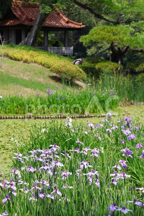 ６月下旬の栗林公園の花菖蒲園 花菖蒲,花,植物の写真素材