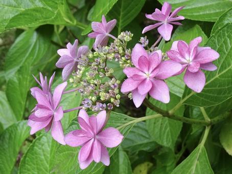 ピンク色の紫陽花 ピンク色の紫陽花 あじさい,アジサイ,花の写真素材