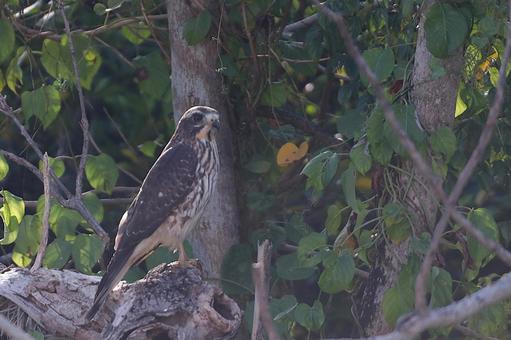木に止まるサシバ やんばるの森 木に止まるサシバ やんばるの森 サシバ,タカ,鷹の写真素材