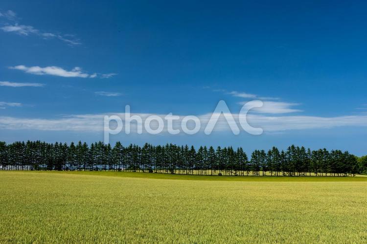 林のある麦畑 きれい,のどか,のんびりの写真素材