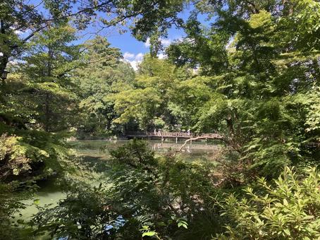 夏の井の頭公園風景 夏の井の頭公園風景の写真