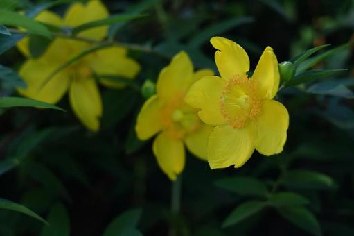 金色に輝く梅の花 金色に輝く梅の花の写真