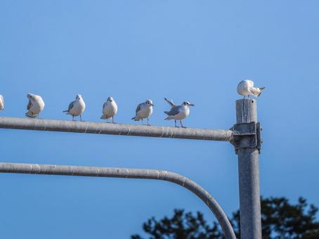 ユリカモメの群れ ユリカモメの群れの写真