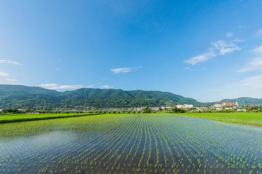 真夏の田園風景 真夏の田園風景 田舎,田んぼ,田園の写真素材