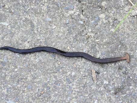 小径を這うコウガイビル 小径を這うコウガイビルの写真