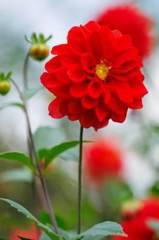 満開の色鮮やかに咲いた赤いダリア 満開の色鮮やかに咲いた赤いダリア 花,植物,花びらの写真素材