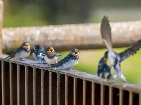 ご飯をもらうツバメの雛 ご飯をもらうツバメの雛の写真