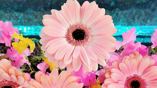 Pink spring flowers 009, JPG Pink spring flowers 009, फूल, अफ्रीकी डेज़ी, एक प्रकार का मटर, JPG