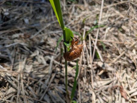 Photo, cicadian shell, cotton blossoms, cicada, 