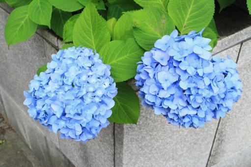 【花の写真】紫陽花_0609-1 【花の写真】紫陽花_0609-1の写真