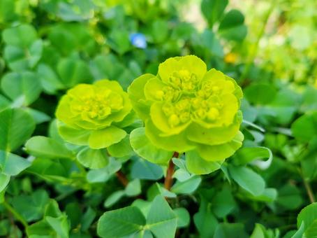 春の草 春の草の写真